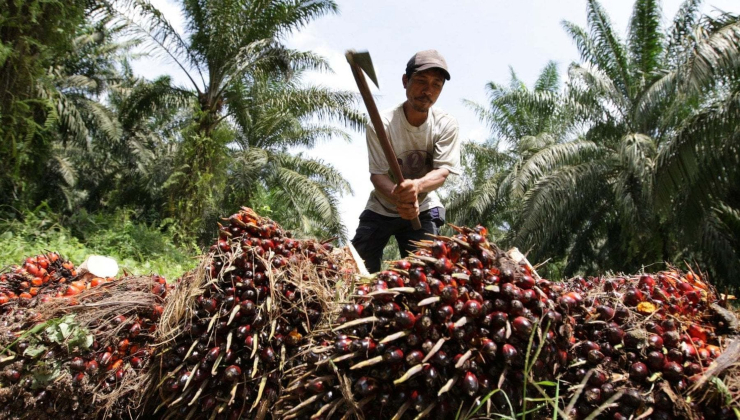L'olio di palma, utilizzato per qualsiasi cosa, verrà nuovamente esportato 