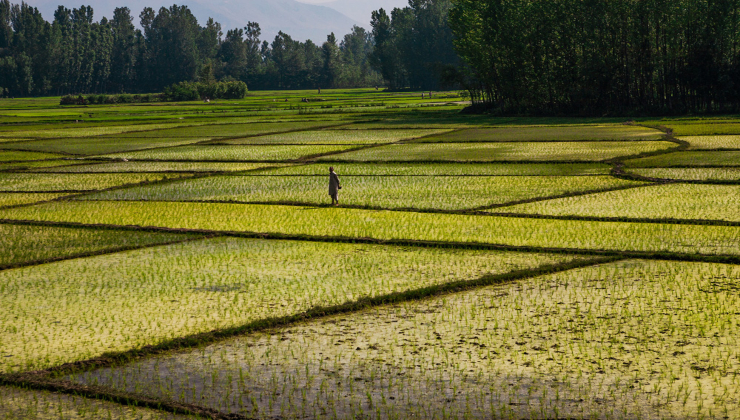 Campo di riso in India 
